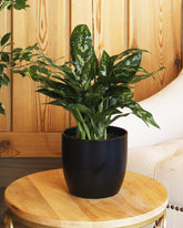 نبتة أجلونيما ماريا حوض سيراميك باللون الأسود